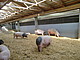 Wellness-Oase: der frisch renovierte Schweinestall auf dem Unteren Lindenhof. Bild: Uni Hohenheim