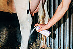 Ein Aussteller einer Rinderauktion kaschiert die wundgeriebene Stelle am Hinterbein einer Kuh – illegalerweise(!) – mit weißem Autolack. Foto aus der Serie „Die Milch-Matrix“ von Nikita Teryoshin, zu sehen bis 14. Januar 2026 in der Ausstellung „Point of Kuh“ an der Universität Hohenheim und in der Württembergischen Landesbibliothek Stuttgart. | Bildquelle: Nikita Teryoshin