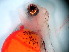 Weltraumtourist: Die Buntbarsche flogen im Larvenstadium