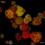 (GIF) Die Pollenanalyse dient der Qualitätskontrolle von Honig: Mit ihr kann man die Honig-Sorte oder seine geografische Herkunft bestimmen. Denn die Pollen. die von den Bienen mit dem Nektar aufgenommen werden, lassen sich jeweils bestimmten Pflanzen zuordnen. Die konfokale Lichtmikroskopie macht sich die Tatsache zunutze, dass Pollen eine ausgeprägte Eigenfluoreszenz besitzt und nach Anregung auch ohne zusätzliche Färbung Fluoreszenzlicht unterschiedlicher Wellenlängen aussendet. Im Bild: Verschiedene Blütenpollen, aufgenommen mit ZEISS cLSM 980. | Bildquelle: Universität Hohenheim / Susanne Karck