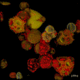 (GIF) Die Pollenanalyse dient der Qualitätskontrolle von Honig: Mit ihr kann man die Honig-Sorte oder seine geografische Herkunft bestimmen. Denn die Pollen. die von den Bienen mit dem Nektar aufgenommen werden, lassen sich jeweils bestimmten Pflanzen zuordnen. Die konfokale Lichtmikroskopie macht sich die Tatsache zunutze, dass Pollen eine ausgeprägte Eigenfluoreszenz besitzt und nach Anregung auch ohne zusätzliche Färbung Fluoreszenzlicht unterschiedlicher Wellenlängen aussendet. Im Bild: Verschiedene Blütenpollen, aufgenommen mit ZEISS cLSM 980. | Bildquelle: Universität Hohenheim / Susanne Karck