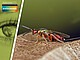Dark Taxa: Viele Insektenarten sind noch unbekannt - und vom Aussterben bedroht. Im Bild: die Erzwespe Torymus bedeguaris | Bildquelle: SMNS / Andreas Haselböck