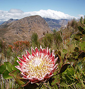 Königsprotea (Protea cynaroides), südafrikanische Nationalblume und eine der untersuchten Arten im südafrikanischen Fynbos. | Bildquelle: Universität Hohenheim / Frank Schurr