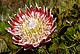 Die spektakuläre Königsprotea (Protea cynaroides) ist die Nationalblume Südafrikas. Hohenheimer Wissenschaftler untersuchen ihre Reaktion auf Klimawandel und häufiger werdende Feuer. | Bildquelle: Universität Hohenheim