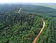 Rainforest (left) and oil palm plantation (right) | Foto: Ananggadipa Raswanto