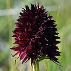 Schwarzes Kohlröschen (Gymnadenia bzw. Nigritella rhellicani), schwarzer Wildtyp | Bildquelle: Universität Zürich / Roman Kellenberger