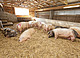 Schweine | Bildquelle: Universität Hohenheim, Sacha Dauphin