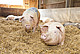 Schweine in der Stroharena des Unteren Lindenhofs | Bildquelle: Universität Hohenheim, Sacha Dauphin