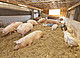 Schweine im Unteren Lindenhof. | Bildquelle: Universität Hohenheim_Dauphin