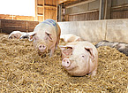 Schweine auf der Versuchsstation der Universität Hohenheim | Bildquelle: Universität Hohenheim / Sacha Dauphin"