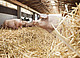 Schweine lieben es, im Stroh zu wühlen | Bildquelle: Universität Hohenheim / Sacha Dauphin
