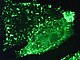 Per Live Cell Imaging können die Forscher die Vorgänge in der Zelle beobachten. | Bildquelle: Universität Hohenheim / Dorothee Barsch