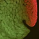 The distribution of serotin (in red) in a 10-hr. old frog embryo.