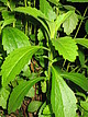Stevia - die Wunderpflanze