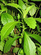 Stevia - die Wunderpflanze