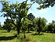 Orchard meadows are among the most species-rich biotopes in Central Europe. But many orchards are in acute danger, as they are not economically viable. In the future, the autonomous robot from the University of Hohenheim will assist in the regular and professional pruning of trees. | Image source: University of Hohenheim / Dorothee Elsner