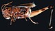 Grünland ökonomisch bewirtschaften und gleichzeitig die Artenvielfalt erhalten, dieser Aufgabe widmen sich Forschende im Projekt „InsectMow“ − damit solche Bilder seltener werden: Tote Sumpfschrecke, die in ein Balkenwerk geraten ist. | Bildquelle: Universität Tübingen / O. Betz