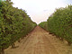 Jojoba plantation: A study by the University of Hohenheim shows where these plantations can make the most effective contribution to combating climate change. | Picture source: University of Hohenheim / Oliver Branch