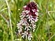 Das Brand-Knabenkraut (Neotinea ustulata, früher Orchis ustulata) ist eine seltene Orchideenart nährstoffarmer, meist kalkreicher Wiesen und Magerrasen. Namensgebend sind die dicht gedrängten Blütenstände, deren noch geschlossene Knospen dunkelrot bis schwärzlich gefärbt sind und dadurch wie angebrannt aussehen. Durch Düngung und Nutzungsintensivierung sind die geeigneten Lebensräume und damit die Bestände in Baden-Württemberg stark zurückgegangen. Urhebervermerk/Copyright-Vermerk: SMNS, Viktoria Ferenc Das Brand-Knabenkraut (Neotinea ustulata, früher Orchis ustulata) ist eine seltene Orchideenart nährstoffarmer, meist kalkreicher Wiesen und Magerrasen. Namensgebend sind die dicht gedrängten Blütenstände, deren noch geschlossene Knospen dunkelrot bis schwärzlich gefärbt sind und dadurch wie angebrannt aussehen. Durch Düngung und Nutzungsintensivierung sind die geeigneten Lebensräume und damit die Bestände in Baden-Württemberg stark zurückgegangen. Urhebervermerk/Copyright-Vermerk: SMNS, Viktoria Ferenc