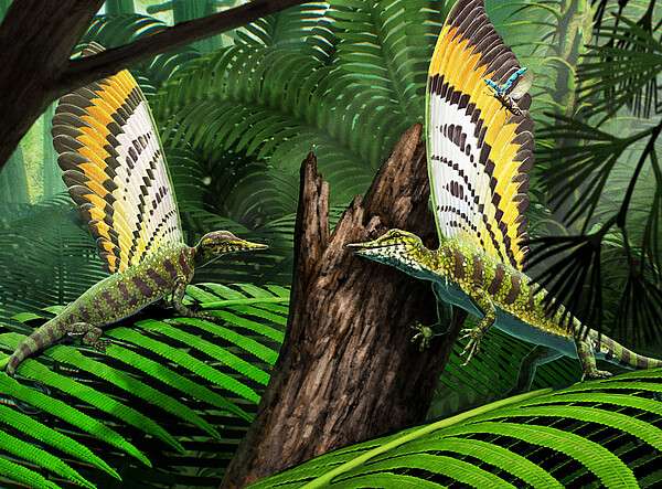 Fossiler „Wundersaurier“ entdeckt