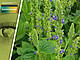 Die blau blühende Chia-Pflanze ist im Spätsommer auch eine ideale Bienenweide. | Bildquelle: Universität Hohenheim / Samantha Jo Grimes / Key Visual: Potente/unger+
