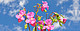 Indisches Springkraut Bild: ClipDealer