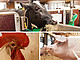 Rinder, Schweine, Geflügel: auch bei Nutztieren spielt das Wechselspiel zwischen Wirt und den Abermillionen Mikroorganismen im Verdauungstrakt eine Schlüsselrolle für Tierwohl, -gesundheit, Ressourcenausnutzung und Umweltauswirkungen. Das Center for Hohenheim Livestock Microbiom Research soll helfen, hier Wissenslücken zu schließen. Fotos: Universität Hohenheim / Dauphin(2) + Emmerling(1)