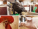 Research for more animal welfare and better animal health, more climate protection and less environmental impact: These are the goals of the future animal science center "HoLMiR". The focus is on exploring the interaction between farm animals and the millions of microorganisms in the animals’ digestive tracts. Photos: University of Hohenheim | Dauphin(2) + Emmerling(1)