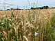 Foto: Uni Hohenheim / Thomas Miedaner
