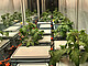 Foto: Universität Hohenheim / Theresa Detering
