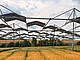Ackerpflanzen sind anpassungsfähiger als gedacht: Eine Studie der Uni Hohenheim zeigt, dass auch typische Sonnenpflanzen ihre Photosynthese unter Teilbeschattung in Agroforst- und Agri-PV-Systemen anpassen können. | Bildquelle: Universität Hohenheim / Markus Pflugfelder Ackerpflanzen sind anpassungsfähiger als gedacht: Eine Studie der Uni Hohenheim zeigt, dass auch typische Sonnenpflanzen ihre Photosynthese unter Teilbeschattung in Agroforst- und Agri-PV-Systemen anpassen können. | Bildquelle: Universität Hohenheim / Markus Pflugfelder