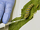 Monarchfalter-Raupen ernähren sich vom giftigen Milchsaft der Seidenpflanze. Dahinter steckt eine clevere Abwehr-Strategie. Ihre Gier ist sogar so groß, dass sie die Pflanze förmlich melken, sagen Forschende der Universität Hohenheim. | Bildquelle: Universität Hohenheim / Frank Roller unger+