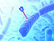 Bakteriophagen könnten eine Vielzahl von Anwendungen finden. | Bildquelle: Ktsdesign – Fotolia