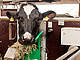 18 Kilogramm Futter vertilgen Kühe pro Tag. Verdaut wird es mithilfe von Millionen Bakterien im Kuhmagen. | Bildquelle: Universität Hohenheim / Sacha Dauphin