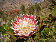 Königsprotea (Protea cynaroides), südafrikanische Nationalblume und eine der untersuchten Arten im südafrikanischen Fynbos. | Bildquelle: Universität Hohenheim / Frank Schurr