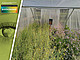 Inside one of the enclosure cages: flowering oilseed rape, flower mixture and nest for wild bees. | Image: Felix Klaus/University of Göttingen, Key visual: Potente/unger+
