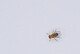 Taufliege (Drosophila melanogaster) | Bildquelle: Universität Hohenheim / Steffen Lemke
