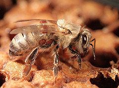 Eine von Varroa-Milben befallene Jungbiene