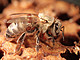 Eine von Varroa-Milben befallene Jungbiene. | Bildquelle: Universität Hohenheim / Bettina Ziegelmann