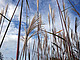 The perennial crop Miscanthus is high yielding and requires little agricultural input | Photo: University of Hohenheim / Dr. Olena Kalinina