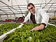 Dr. Udo Kienle forscht zum Süßstoffwunder Stevia. | Bildquelle: Universität Hohenheim / Roberto Bulgrin