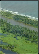 Küstenvegetation schwächt Tsunami-Wellen ab.