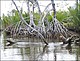 Der falsche Weg: Mangrovenwald entlang der Küste.