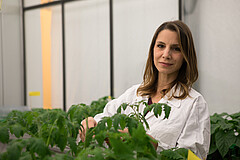 GreenRobust-Sprecherin Prof. Dr. Rosa Lozano-Durán vom Zentrum für Molekularbiologie der Pflanzen an der Universität Tübingen. Bild: Universität Tübingen