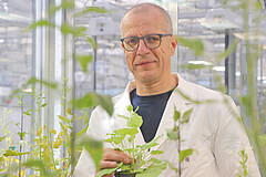 GreenRobust-Co-Sprecher Prof. Dr. Karl Schmid vom Institut für Pflanzenzüchtung, Saatgutforschung und Populationsgenetik der Universität Hohenheim. Bild: Universität Hohenheim / Corinna Schmid