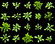 So unterschiedlich kann eine Pflanzenarten aussehen: Arabidopsis. (Bild: Max-Planck-Institut Tübingen)