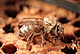 Varroa-Milben auf Jungbiene | Bildquelle:  Universität Hohenheim / Bettina Ziegelmann