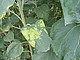 Weißrosterreger in der Sonnenblume