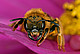 Die Wildbiene Halictus scabiosae | Bildquelle: A. Haselböck