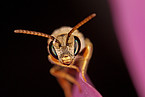 Die Wildbiene Halictus subauratu | Bildquelle: A. Haselböck